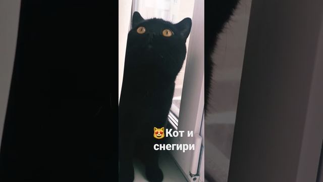 Ноябрь,Малышкин и снегири#кот#жизнькота #домашниеживотные#котТот#чёрныйкот#любимчик#котикивидео смотреть онлайн