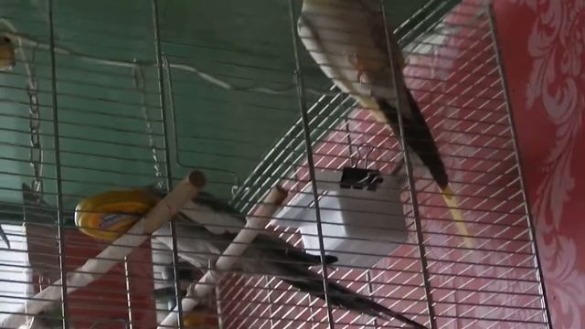 Корелла говорит - птичка Кори