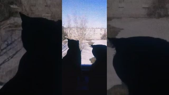 Малыш и кошка Веста весна птицыпоют#мойкот #чёрныйкот#коттот#бетмен#малыш#кошкавеста#жизнькота#весна смотреть онлайн