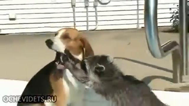 Поисковый Енот смотреть онлайн