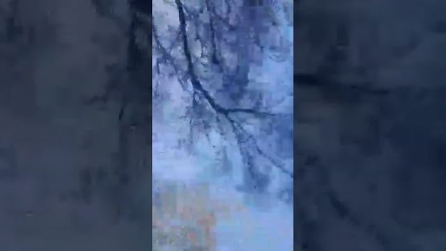 Кругом ещё сугробы,а в воздухе благоухание весны и пение птиц#весна#март#зима#пениептиц#атмосфера смотреть онлайн