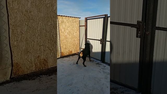 Команда на охрану, чужой...!