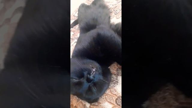 Всё внимание на котане обращаем внимание на голос,реакция спящего кота#коттот#кот#смешные#мойкот смотреть онлайн