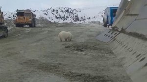 Белый медведь