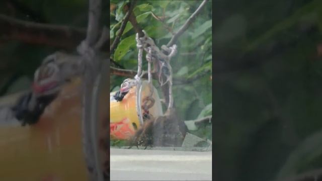Встречаем утро с птицами, воробьями и даже синицей🐦 смотреть онлайн
