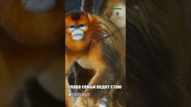 Золотая курносая обезьяна #природа #животные #обезьяна смотреть онлайн