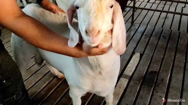 M.M GOAT FARM PE SURPRISE VISIT смотреть онлайн