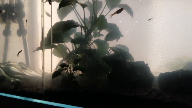 Аквариум только с аэрацией.