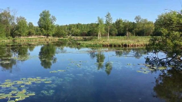 Утки (парочка) у Гатчинского парка (у плотины). ...Тепло... 24.05.2016, 09:21 смотреть онлайн
