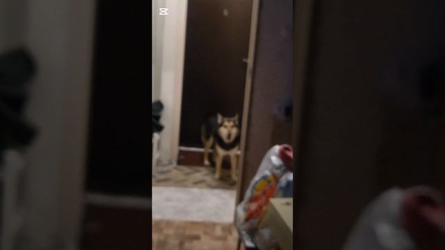 мы вызвали Чарли Чарли что произошло снимала моя сестра my big мурзя