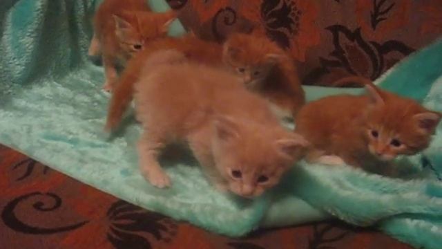 котята мейн кун питомника MisterCoon смотреть онлайн