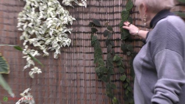 С наступающим Новым Годом!