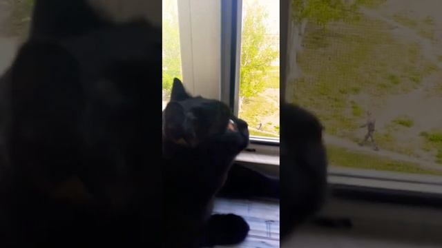 Сезон охотынаптиц, чёрный котТот и птицы #коттот#жизнькота#чёрныйкот#мойкот#смешныекоты#весналето смотреть онлайн