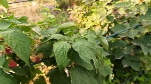 Малина Прималба. 01.08.24 г.