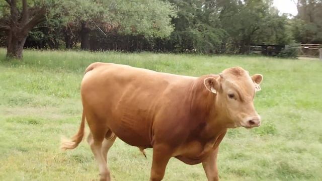 Pure Bred Kumamoto Red Wagyu ARWFJ0034 смотреть онлайн