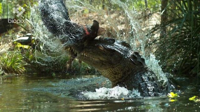 Crocodiles 4K Best Of