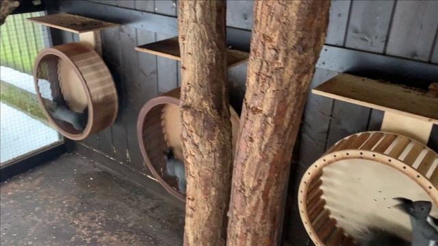 Содержание черных белок.Предновогоднее. смотреть онлайн