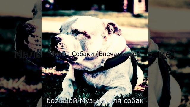 Звуки (Собаки) смотреть онлайн