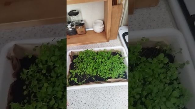 Микрозелень дома / Польза смотреть онлайн