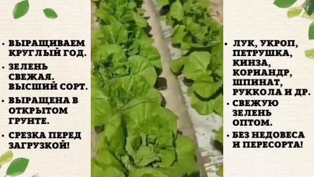 Зелень свежая смотреть онлайн