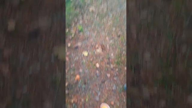 Звери в лесу !! смотреть онлайн
