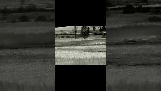 охота на волка