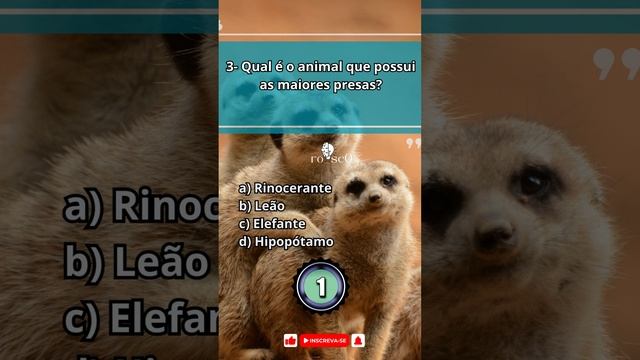 #animais #quiz #quiztime смотреть онлайн