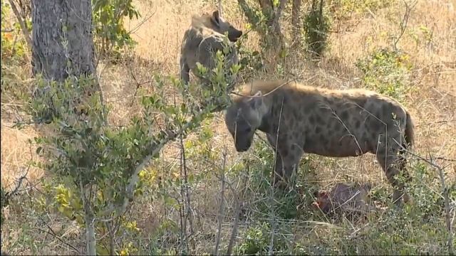 Tingana and Hyenas With Aardvark Kill 4/7/2015 смотреть онлайн