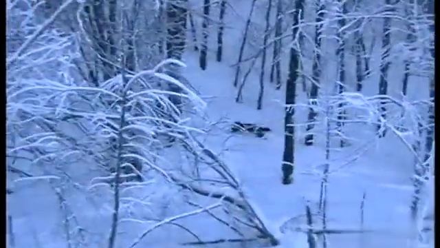 Киис смотреть онлайн