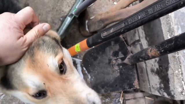 маленькие друзья воинов России в зоне СВО смотреть онлайн