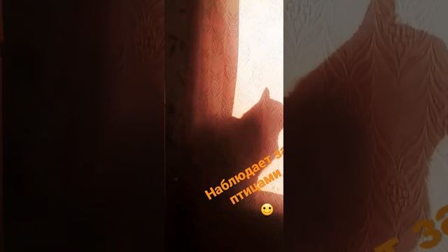 Нашлюбимчиксмешные моменты22г#мойкот#любимыйкот#коттот#домашниеживотные#смешныемоменты#жизнькота смотреть онлайн