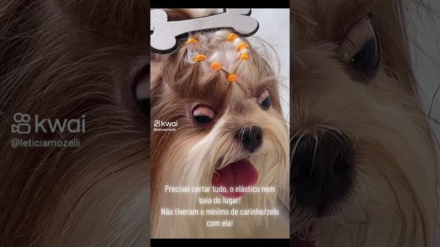Nossinhora tá muito apertado! #mypet смотреть онлайн