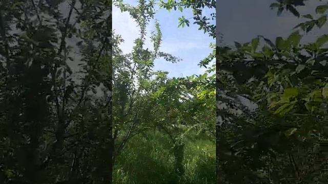 табиғат дыбысы 🐦🌳🐞🌿🦋🦜🌿🐝🍀🦜☘🕊🌳 смотреть онлайн