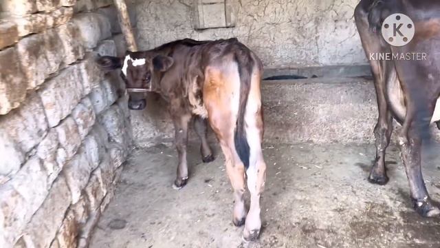 СОТИЛАДИГОН БОЛАР ЗУР СИГИРЛАР КЕЛДИ ☎️+998 90 163 35 31 ☎️+998 91 045 72 21 💯✅17 августа 2023 г. смотреть онлайн