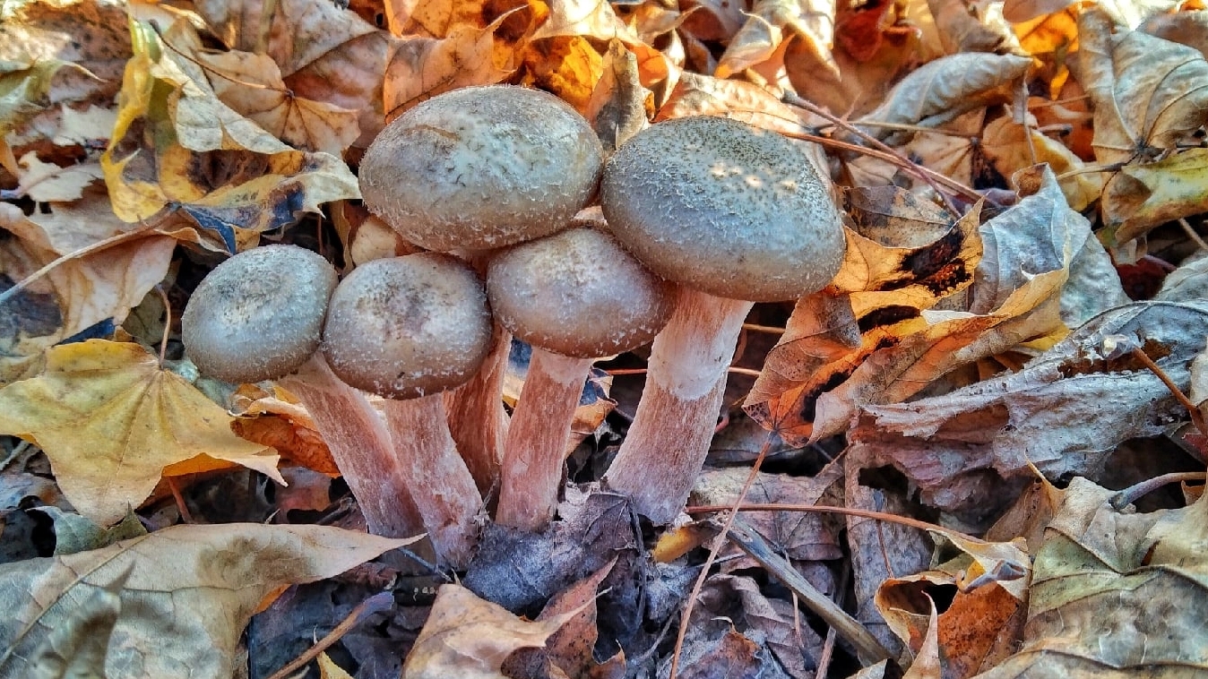 ТАК ОПЯТА ВЫ ЕЩЕ НЕ СОБИРАЛИ!!!! Дерево усыпано грибами. Сбор опят 2023 смотреть онлайн