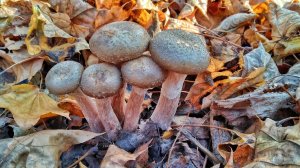 ТАК ОПЯТА ВЫ ЕЩЕ НЕ СОБИРАЛИ!!!! Дерево усыпано грибами. Сбор опят 2023