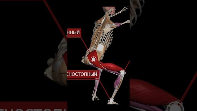 ПРИСЕДАНИЯ & ВЫПАДЫ. АНАТОМИЯ #приседания #присед #биомеханика #выпады #гормезис #gormezis смотреть онлайн