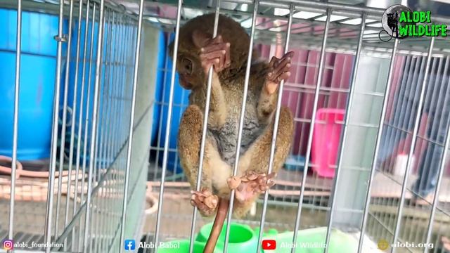 PENYELAMATAN HARTA KARUN BANGKA YANG SUDAH HAMPIR PUNAH MENTILIN/CEPHALOPACHUS BANCANUS‼️ смотреть онлайн