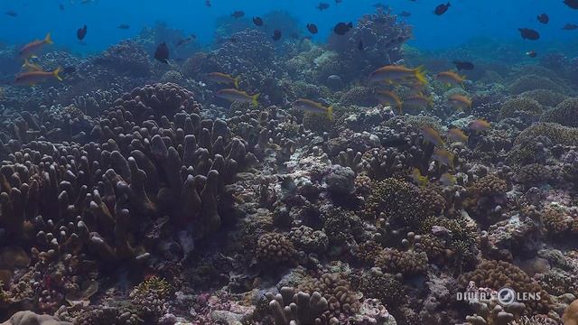 Banda Sea Dive Sites | Indonesia | What To Expect To See | 4K HDR | Sony | DJI Mavic 3 | 2022 смотреть онлайн
