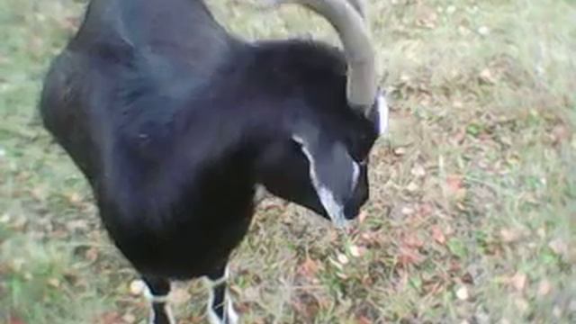 Коза чихает.