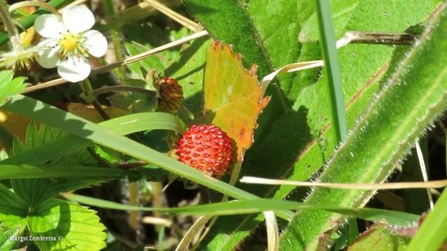 Una mariquita de 16 puntos y una chinche en los miruéndanos. смотреть онлайн