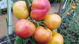 Томат Загадка Природы (полное созревание)