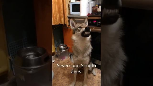 Чехословацкая Волчья Собака. Severnaya Sonata Zeus. Улыбашка- обояшка! Есть свободные щенки!