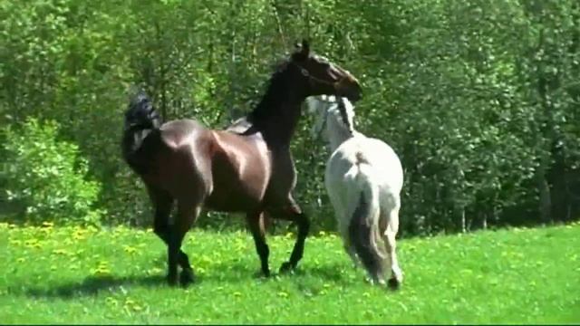 I Love Someone смотреть онлайн