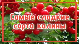 Топ. Сладкие сорта калины.