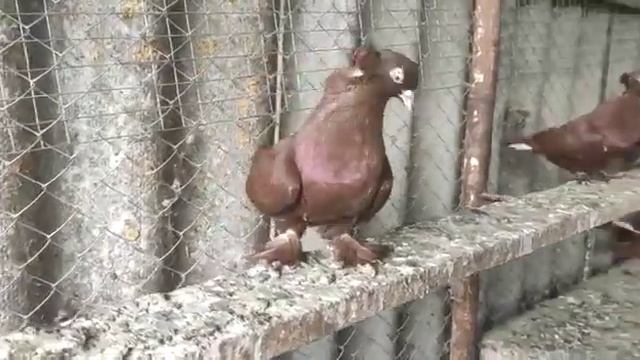 Голуби Краснодарские. смотреть онлайн