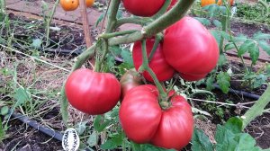 Томат Русский вкусный