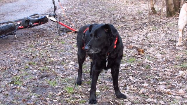 A Memorial Tribute on the Death of Francis Dog 1/ 17 /2017 смотреть онлайн