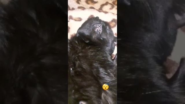 ❤Раннее утро кота (Тот,Малыш,Бэтмен,Блэк)#котики#котспит#домашниеживотные#коттот#черныйкот#позитив смотреть онлайн