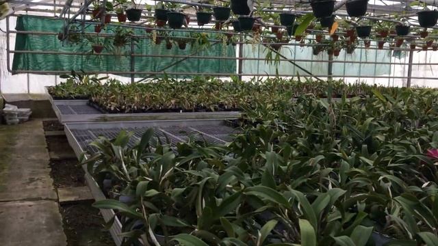 Orchideen Garten (Германия) обзор фермы июнь 2017 года. смотреть онлайн